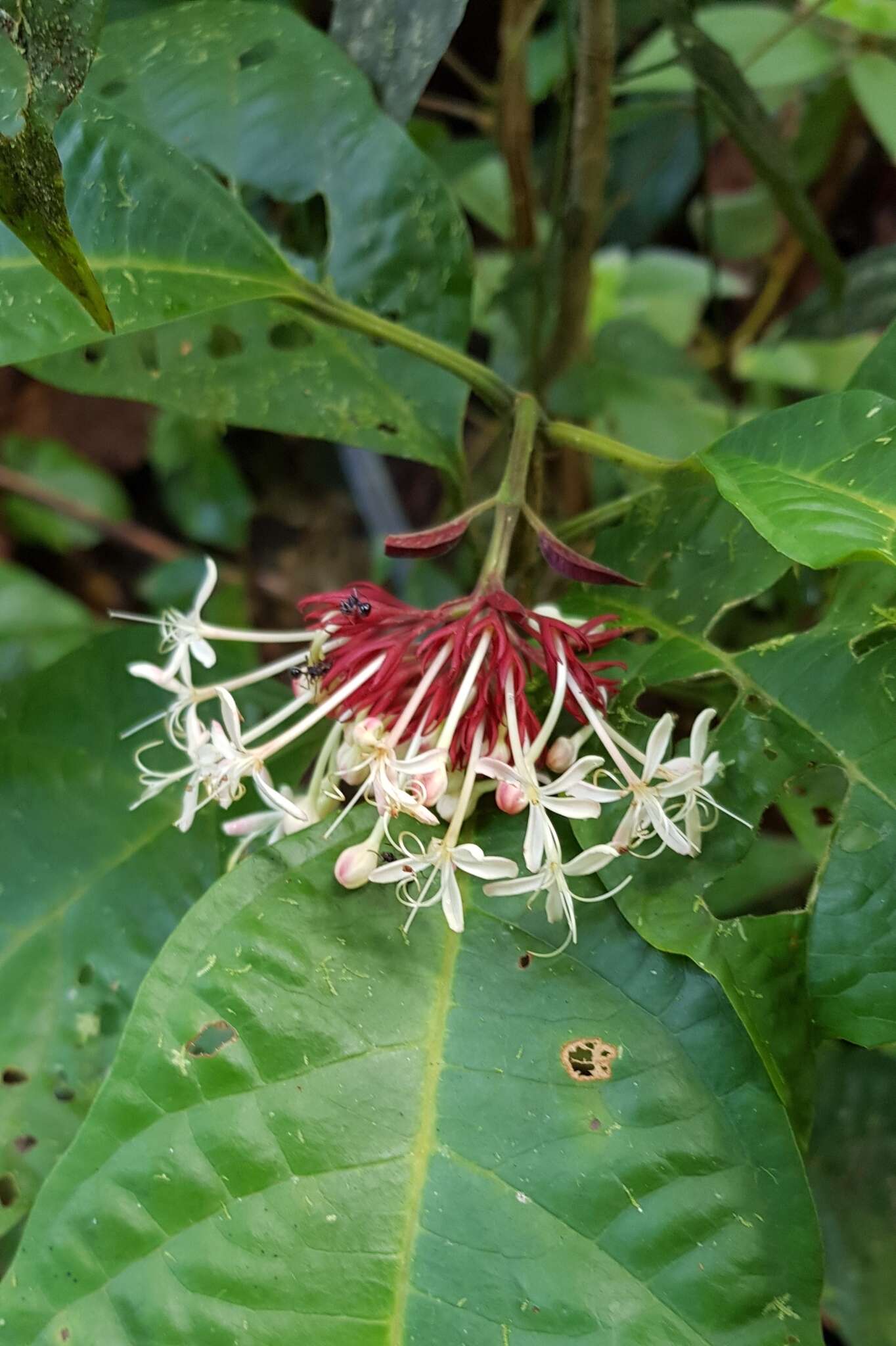 Imagem de Clerodendrum deflexum Wall.