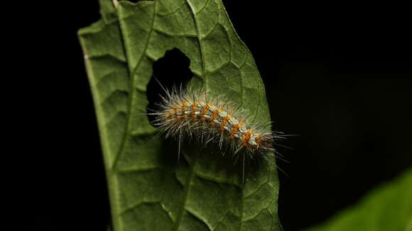 Image of <i>Lemyra imparilis</i>