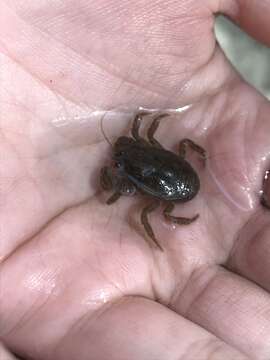 Image of Southern freshwater crab