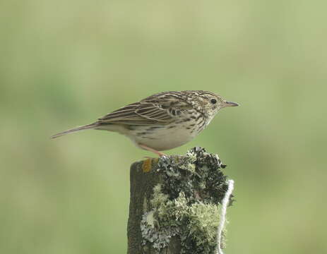 Image of Hellmayr's Pipit