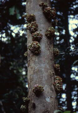 Image of Napoleonaea egertonii Baker fil.