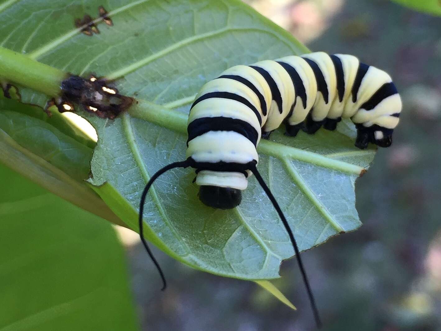 Image of Tiger Mimic-Queen