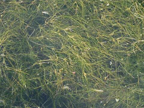 Image of leafy pondweed