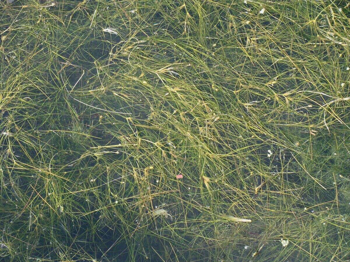 Image of leafy pondweed