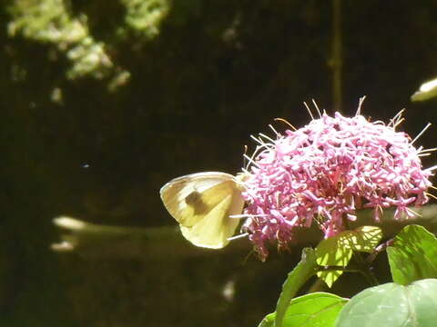 Image of Canary Islands Large White