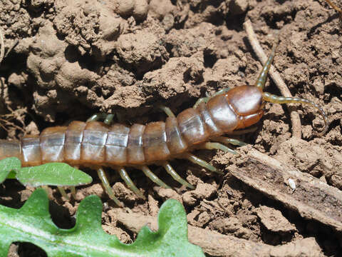 Image of Scolopendra cretica Lucas 1853