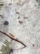 Image of Florida Harvester Ant