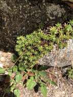 Image of yellowdot saxifrage