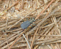 Image of Cicindela (Cicindelidia) rufiventris Dejean 1825