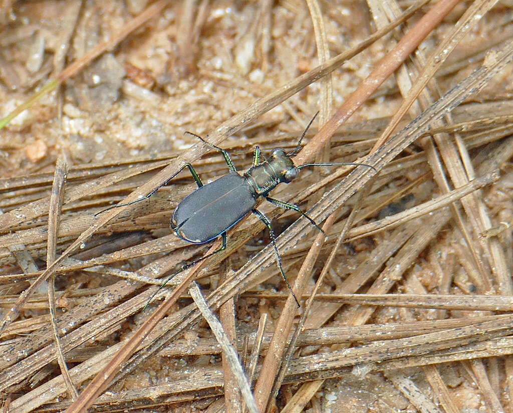 Image of Cicindela (Cicindelidia) rufiventris Dejean 1825