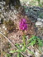 Image of Roman Dactylorhiza