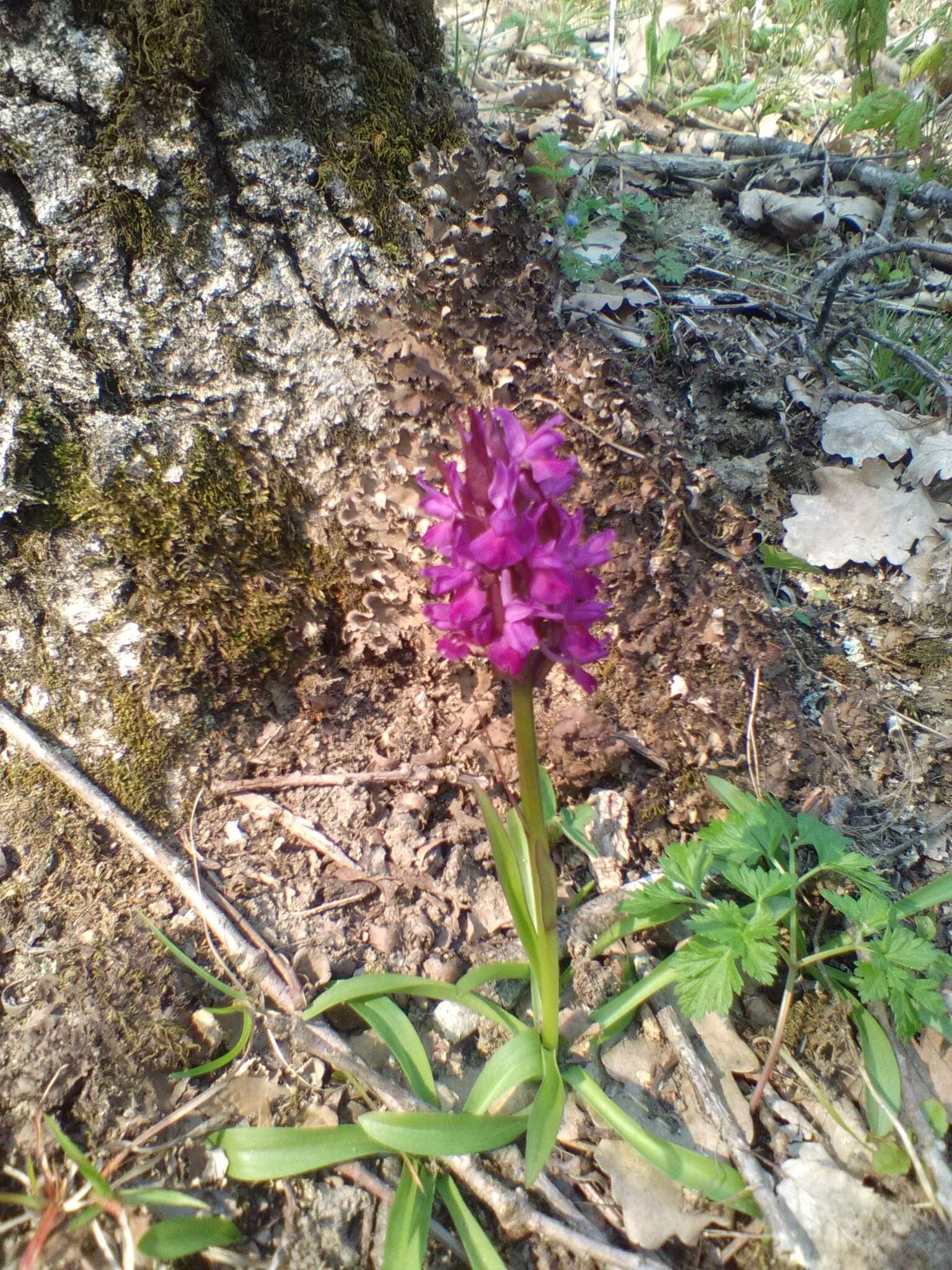 Image of Roman Dactylorhiza