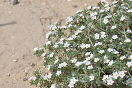 Euploca confertifolia (Torr.) Feuillet & Halse resmi