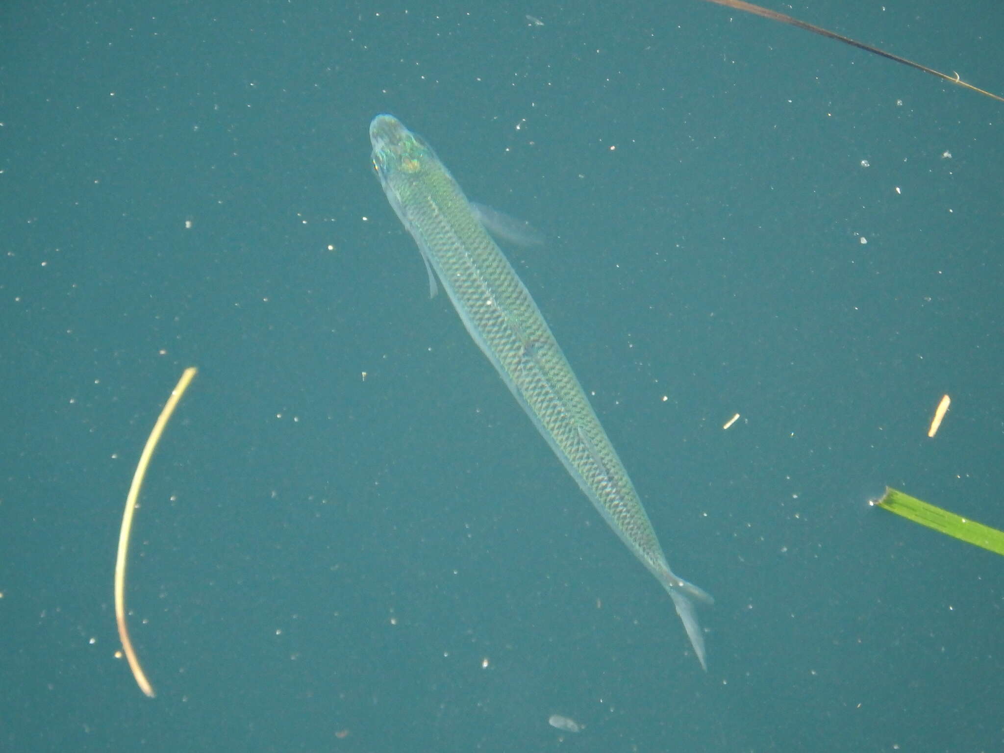 Image of Mediterranean sand smelt