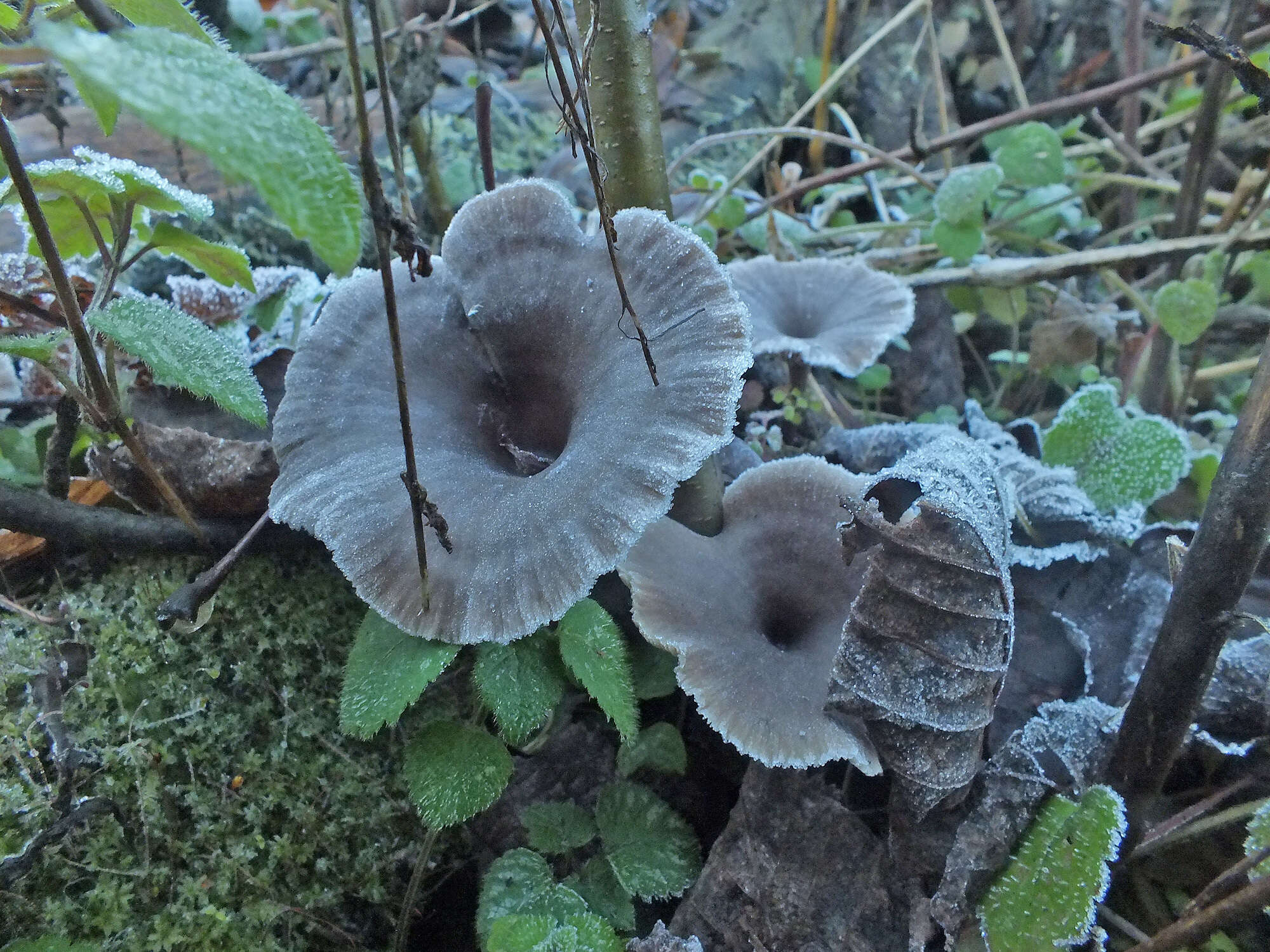 Image of Pseudoclitocybe