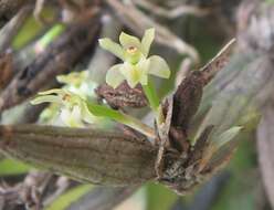 Слика од Scaphyglottis fasciculata Hook.