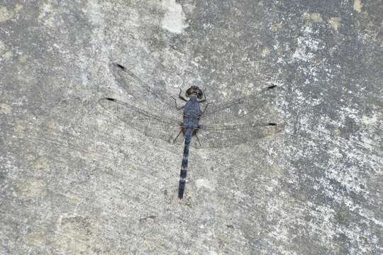 Image of Konkan Rockdweller