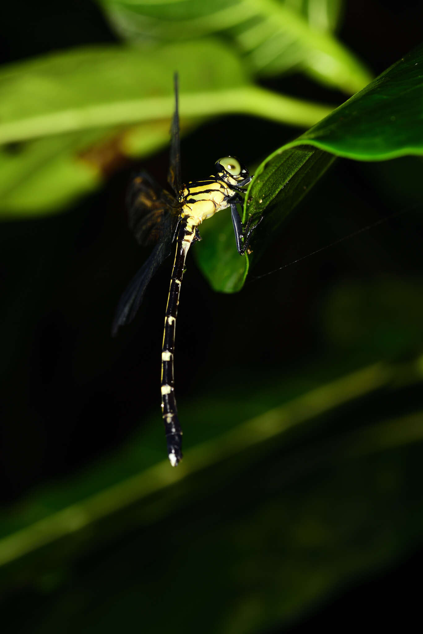 Imagem de Leptogomphus sauteri Ris 1912