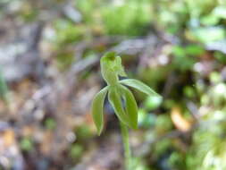 Caladenia nothofageti D. L. Jones, Molloy & M. A. Clem.的圖片