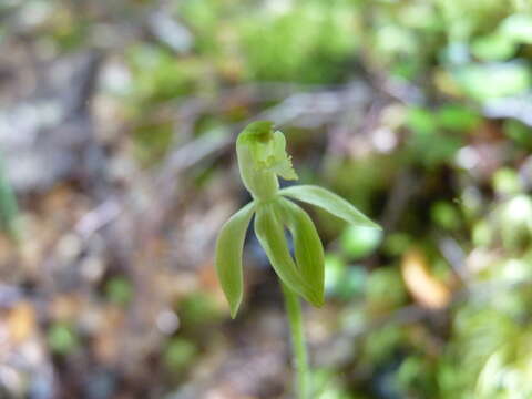 Caladenia nothofageti D. L. Jones, Molloy & M. A. Clem.的圖片