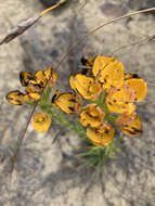 Image of Ceratandra grandiflora Lindl.