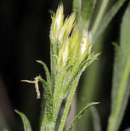 Image of longflower rabbitbrush