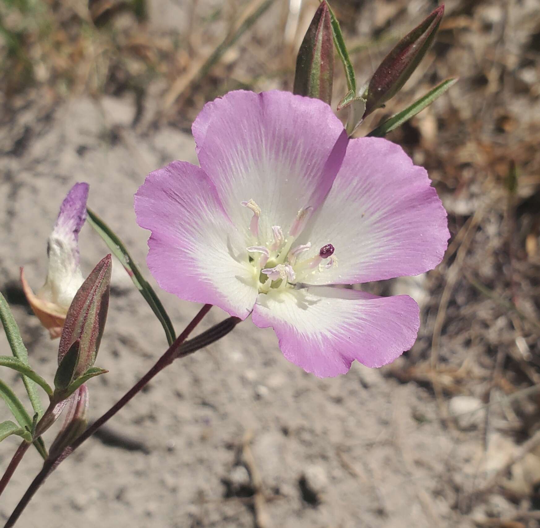 Слика од Clarkia speciosa subsp. immaculata F. H. Lewis & M. E. Lewis