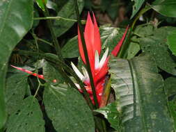 Image of Heliconia angusta Vell.