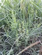 Image of South American Skullcap