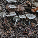 Image of Clitocybe ditopa (Fr.) Gillet 1874