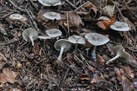 Image de Clitocybe à odeur de farine rance