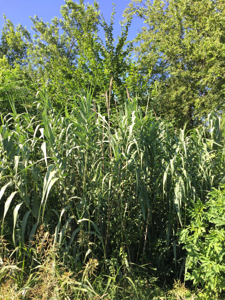 صورة Arundo donax L.