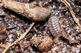 Image of Pillbug