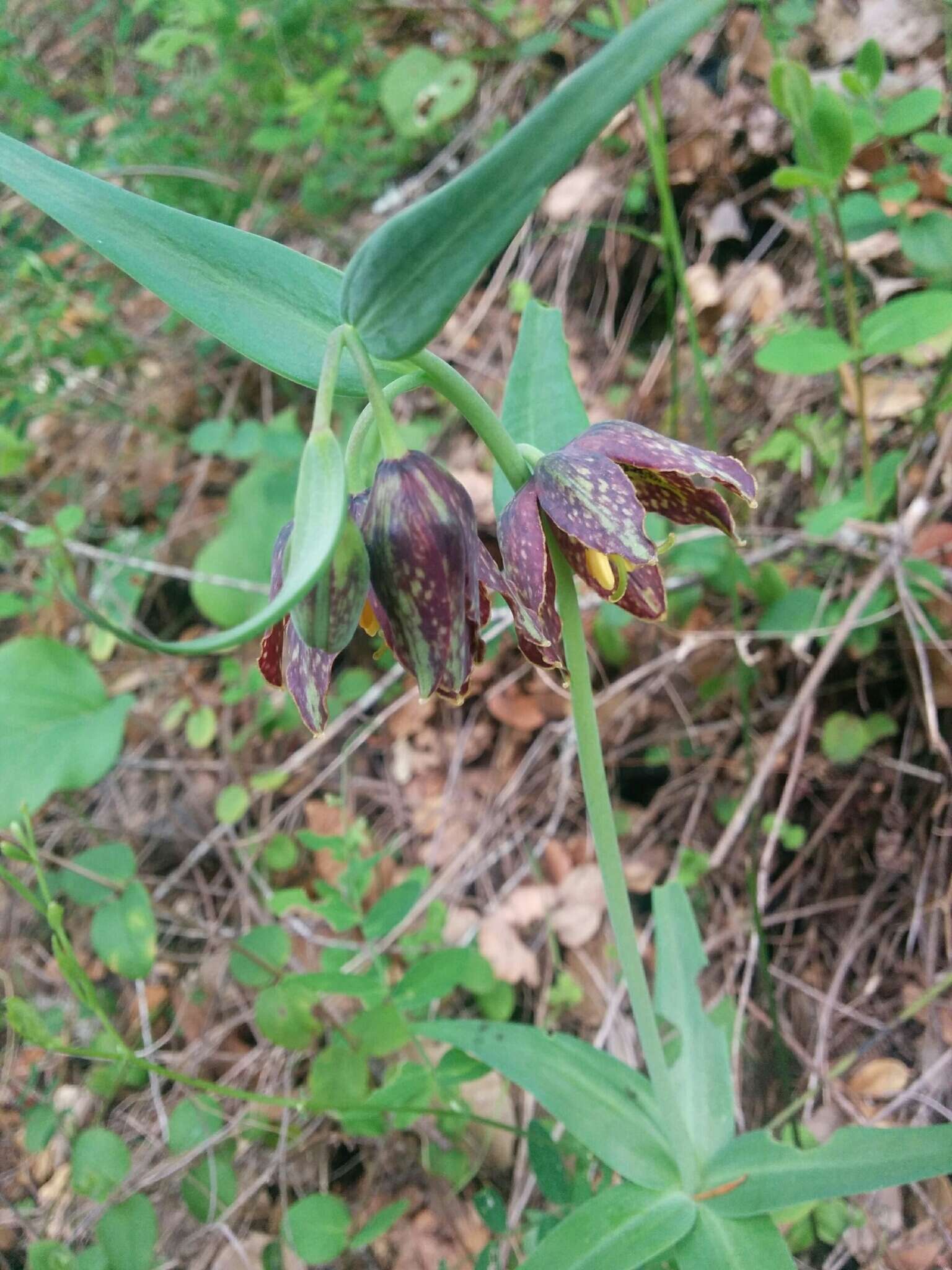 Image of checker lily