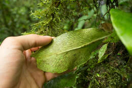 Image of Anetium citrifolium (L.) Splitg.