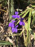 Image de Lobelia glandulosa Walter