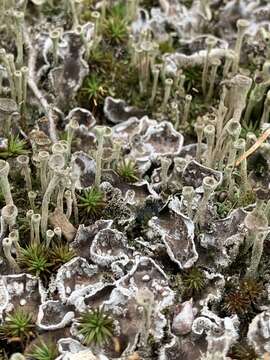 Peltigera didactyla (With.) J. R. Laundon的圖片