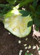 Image of field pumpkin