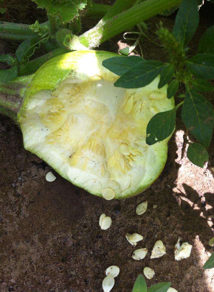 Image of field pumpkin