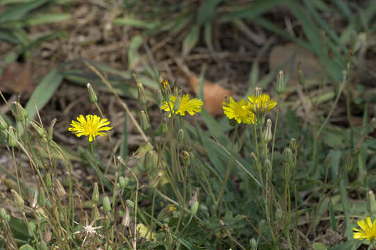 Image of Italian hawksbeard