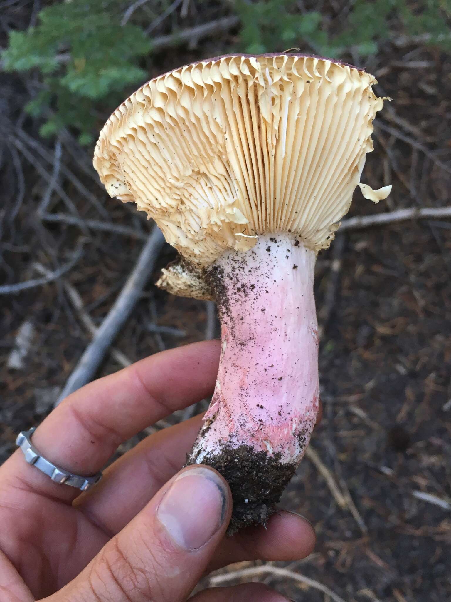 Image of Shrimp Mushroom