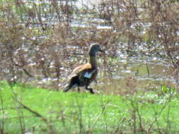 Image of Cape Shelduck