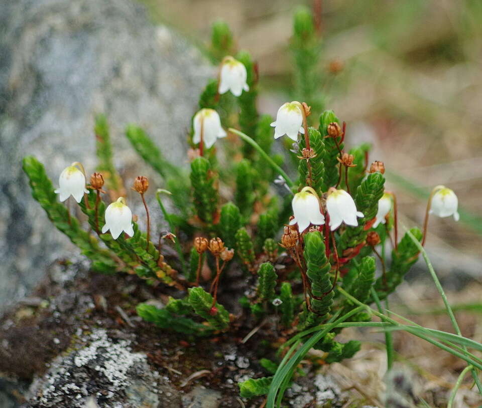 Image of white arctic mountain heather