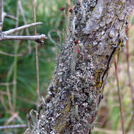 Plancia ëd Cladonia parasitica (Hoffm.) Hoffm.