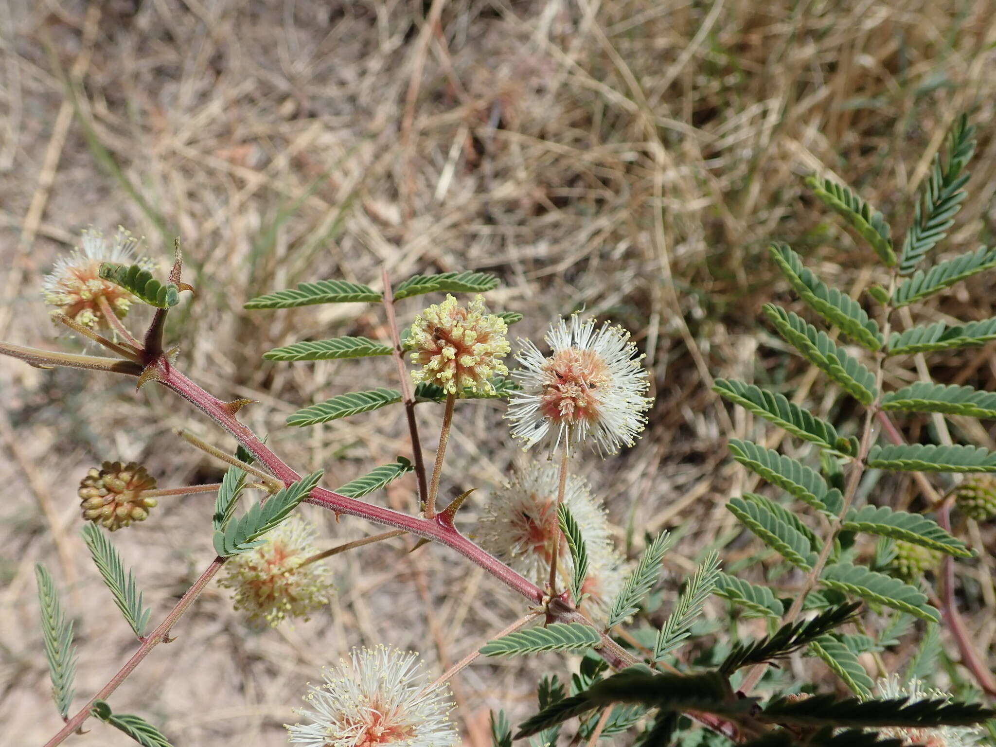 Image of Graham's mimosa