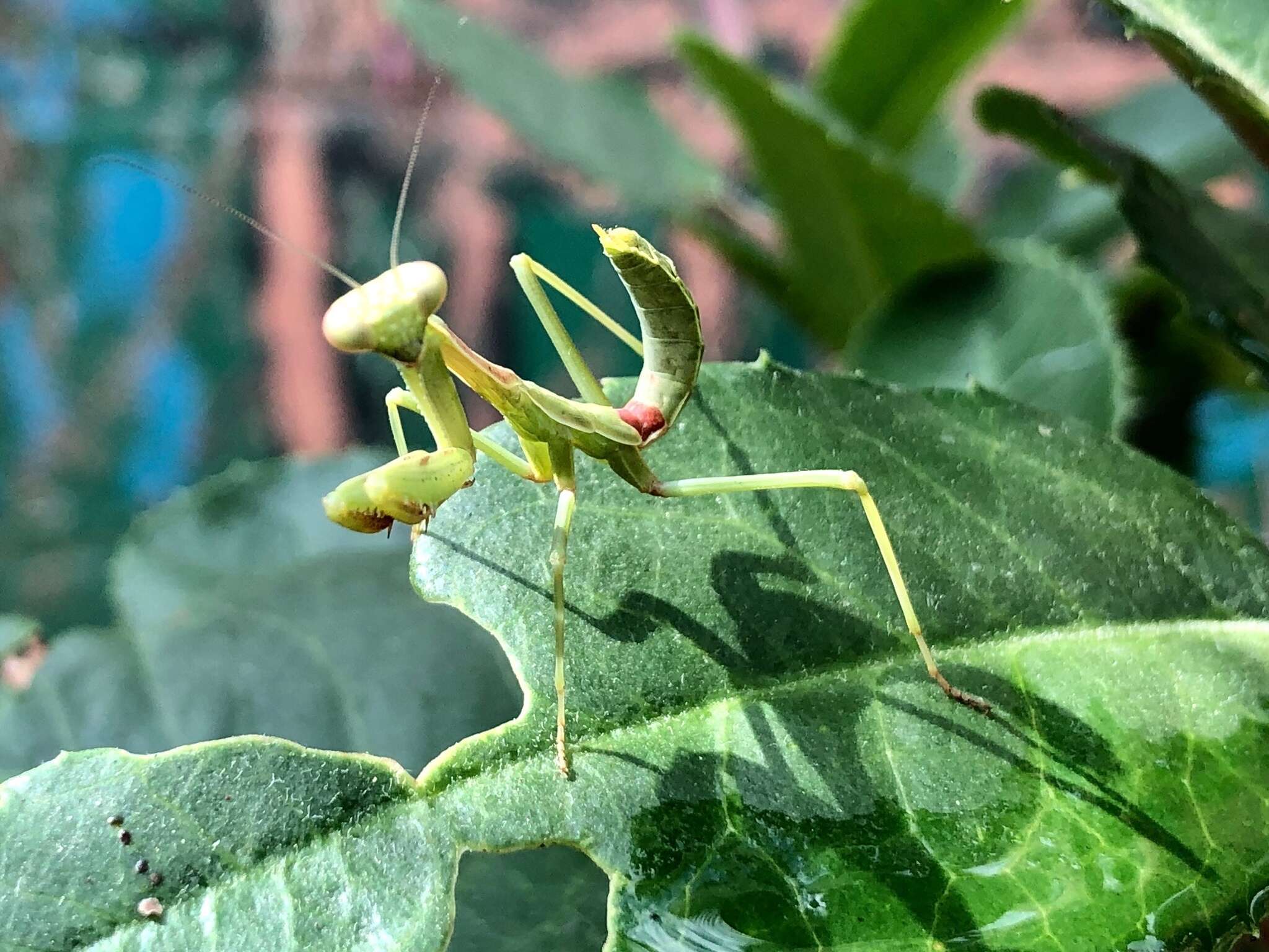 Image of California Mantis