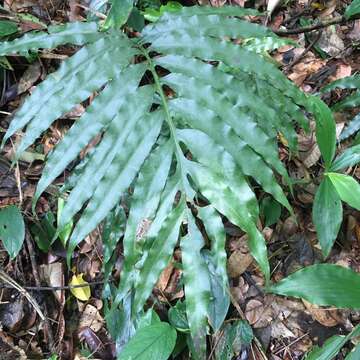 Image of Leptochilus ellipticus (Thunb.) Nooteboom