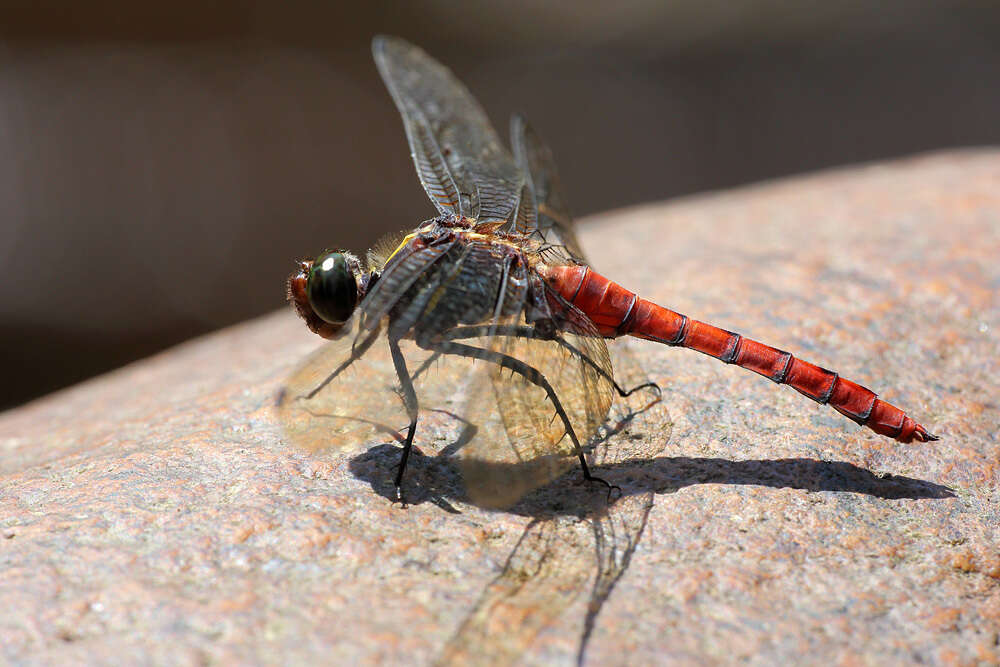 Image de Onychothemis culminicola Förster 1904