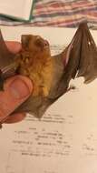 Image of Cape Leaf-nosed bat