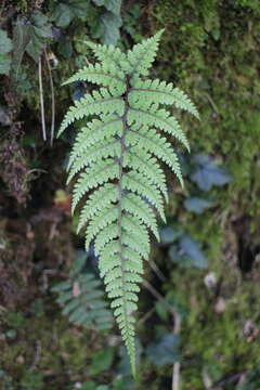 Image of Athyrium tripinnatum Tag.